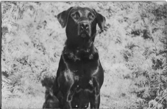 Sooty multi-championne de travail qui appartenait à M.David SEDZE. Une chienne à la base de notre sélection.