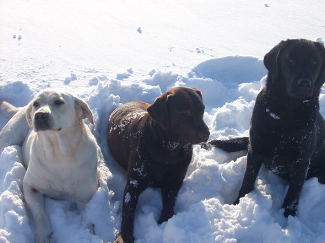 Babou, Betty et Brioche qui profitent de la neige